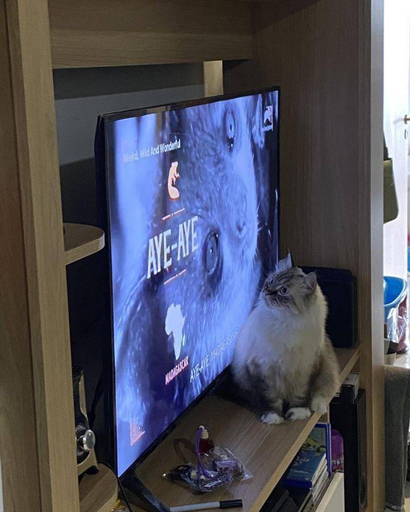 Twitter.com/yourgirlschein